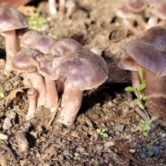 Unidentified Cap on a stem; gills below cap [mushrooms or mushroom-like] at Sullivans Creek, Lyneham South - 24 May 2022 by trevorpreston