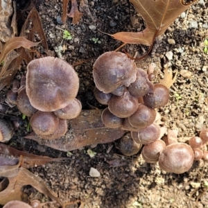 Cortinarius sp. at Lyneham, ACT - 25 May 2022 09:29 AM