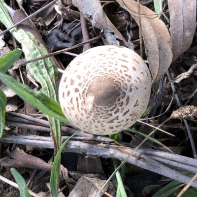 Lepiota s.l. at Hughes Garran Woodland - 22 May 2022 by ruthkerruish