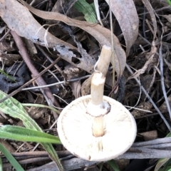 Lepiota s.l. at Hughes, ACT - 22 May 2022 12:42 PM