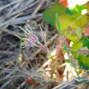 Pelargonium australe at Weetangera, ACT - 24 May 2022 10:38 AM