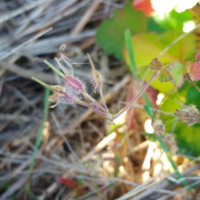 Pelargonium australe (Austral Stork's-bill) at Weetangera, ACT - 24 May 2022 by sangio7