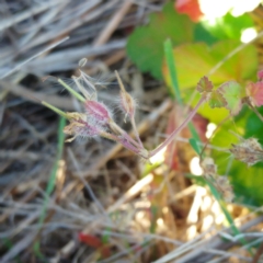Pelargonium australe (Austral Stork's-bill) at Weetangera, ACT - 24 May 2022 by sangio7