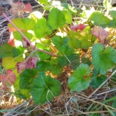 Pelargonium australe at Weetangera, ACT - 24 May 2022 10:38 AM