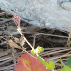 Pelargonium australe at Weetangera, ACT - 24 May 2022