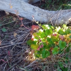 Pelargonium australe at Weetangera, ACT - 24 May 2022