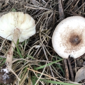 Lepiota s.l. at Hughes, ACT - 13 May 2022 04:30 PM