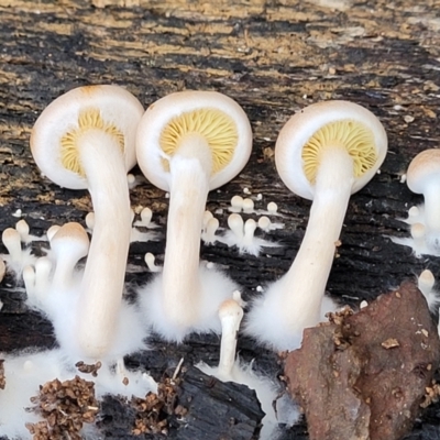 Gymnopilus sp. (Gymnopilus) at Cotter River, ACT - 25 May 2022 by trevorpreston