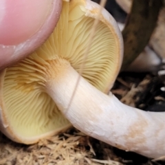 Gymnopilus sp. at Cotter River, ACT - 25 May 2022