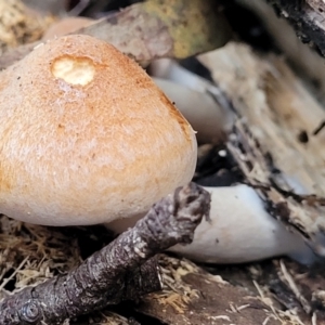 Gymnopilus sp. at Cotter River, ACT - 25 May 2022