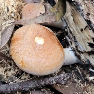 Gymnopilus sp. at Cotter River, ACT - 25 May 2022