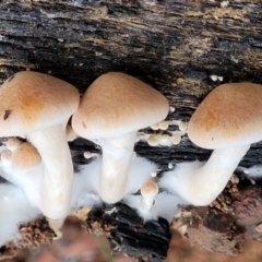 Gymnopilus sp. at Cotter River, ACT - 25 May 2022