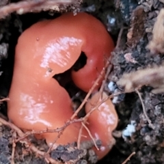 Australoplana alba (A flatworm) at Lower Cotter Catchment - 25 May 2022 by trevorpreston