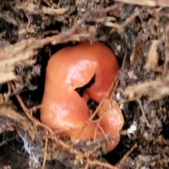 Australoplana alba at Cotter River, ACT - 25 May 2022