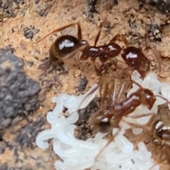 Aphaenogaster longiceps (Funnel ant) at Cotter River, ACT - 25 May 2022 by trevorpreston