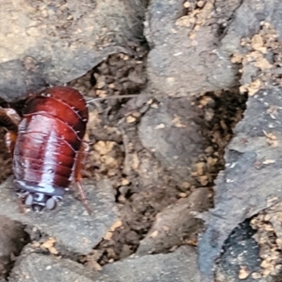 Blattidae sp. (family) (Unidentified blattid cockroach) at Cotter River, ACT - 25 May 2022 by trevorpreston