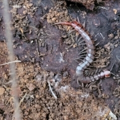 Unidentified Centipede (Chilopoda) (TBC) at Cotter River, ACT - 25 May 2022 by trevorpreston