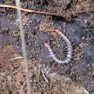 Cormocephalus aurantiipes at Cotter River, ACT - 25 May 2022