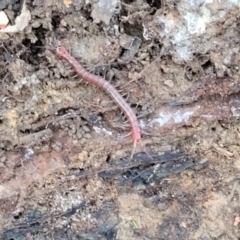 Cormocephalus aurantiipes at Cotter River, ACT - 25 May 2022