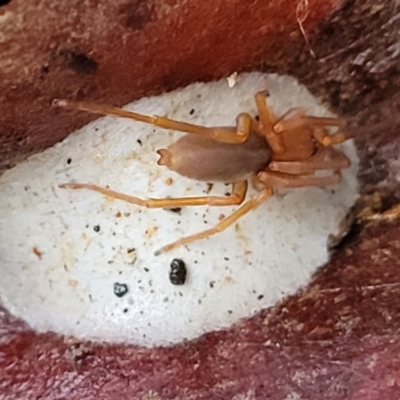 Clubiona sp. (genus) (Unidentified Stout Sac Spider) at Cotter River, ACT - 25 May 2022 by trevorpreston