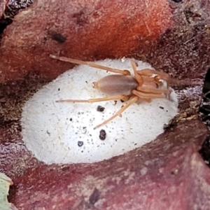 Clubiona sp. (genus) at Cotter River, ACT - 25 May 2022