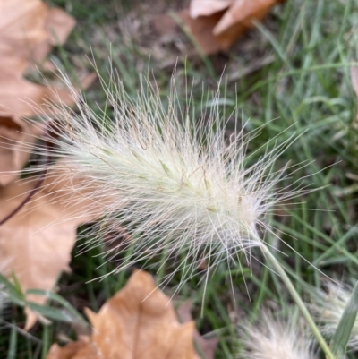 Cenchrus longisetus (Feathertop Grass) at Queanbeyan, NSW - 25 May 2022 by SteveBorkowskis