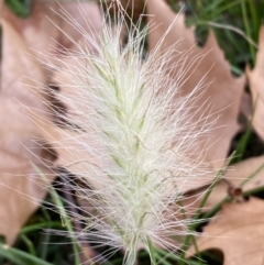 Cenchrus longisetus at Queanbeyan, NSW - 25 May 2022