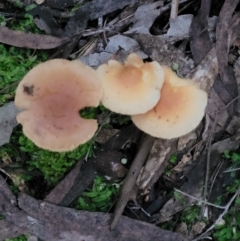 Unidentified Cap on a stem; gills below cap [mushrooms or mushroom-like] at Cotter River, ACT - 25 May 2022 by trevorpreston