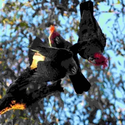 Callocephalon fimbriatum (Gang-gang Cockatoo) at Mount Ainslie - 24 May 2022 by MichaelDianne