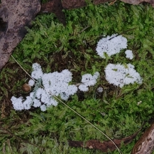 Ceratiomyxa fruticulosa at Cotter River, ACT - 25 May 2022