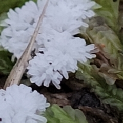 Ceratiomyxa fruticulosa at Cotter River, ACT - 25 May 2022