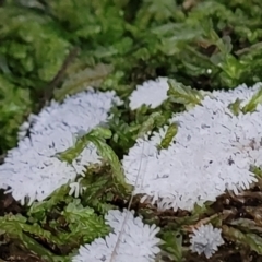 Ceratiomyxa fruticulosa at Cotter River, ACT - 25 May 2022