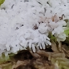 Ceratiomyxa fruticulosa at Cotter River, ACT - 25 May 2022