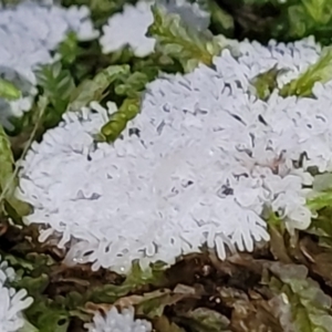 Ceratiomyxa fruticulosa at Cotter River, ACT - 25 May 2022