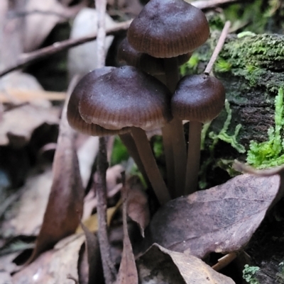 Mycena sp. (genus) (Mycena) at Cotter River, ACT - 25 May 2022 by trevorpreston