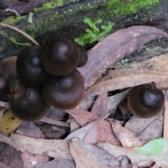 Mycena sp. at Cotter River, ACT - 25 May 2022 04:53 PM