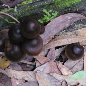 Mycena sp. at Cotter River, ACT - 25 May 2022