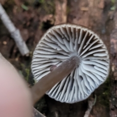 Mycena sp. at Cotter River, ACT - 25 May 2022