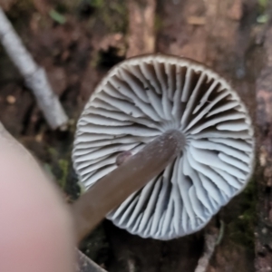 Mycena sp. at Cotter River, ACT - 25 May 2022 04:53 PM