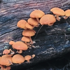 zz agaric (stem; gills not white/cream) at Lower Cotter Catchment - 25 May 2022 by trevorpreston