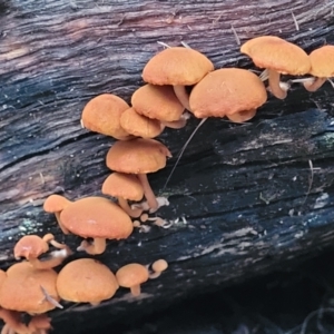 zz agaric (stem; gills not white/cream) at Cotter River, ACT - 25 May 2022