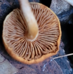 zz agaric (stem; gills not white/cream) at Cotter River, ACT - 25 May 2022