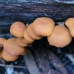 zz agaric (stem; gills not white/cream) at Cotter River, ACT - 25 May 2022