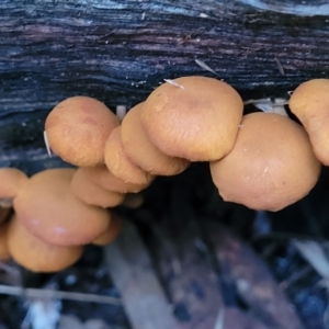 zz agaric (stem; gills not white/cream) at Cotter River, ACT - 25 May 2022