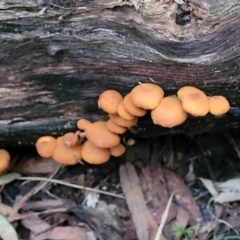 zz agaric (stem; gills not white/cream) at Cotter River, ACT - 25 May 2022