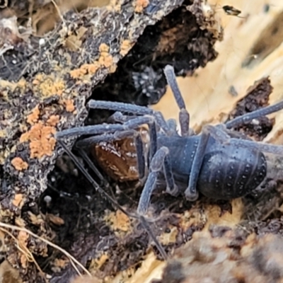 Triaenonychidae (family) (A harvestman) at Cotter River, ACT - 25 May 2022 by trevorpreston