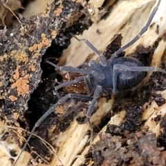 Triaenonychidae (family) at Cotter River, ACT - 25 May 2022