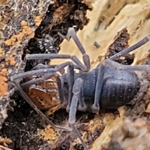 Triaenonychidae (family) at Cotter River, ACT - 25 May 2022