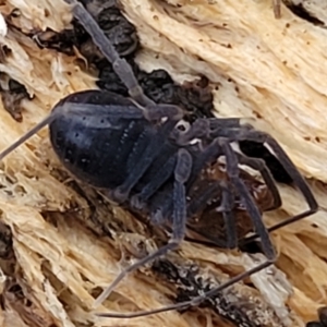 Triaenonychidae (family) at Cotter River, ACT - 25 May 2022 04:33 PM