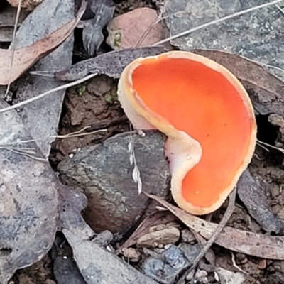 Aleuria sp. (An Orange peel fungus) at Lower Cotter Catchment - 25 May 2022 by trevorpreston